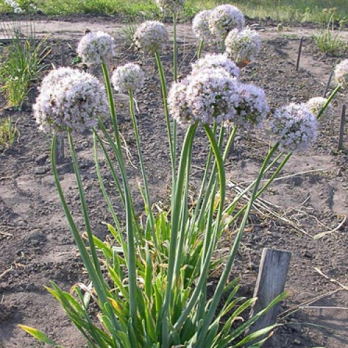 Pažítka sibírska – Allium nutans L. / živá bylinka, rastlinka v kvetináči